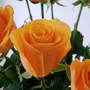 Meet your Posher, Jane